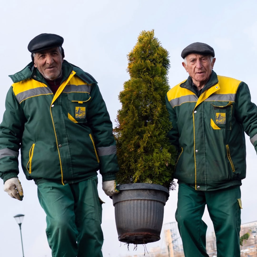Greening Yerevan with evergreen trees