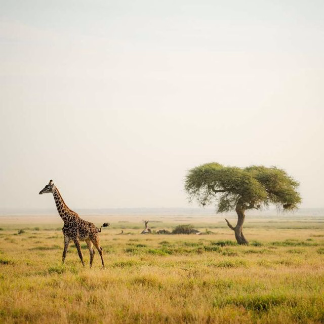 relocation nature